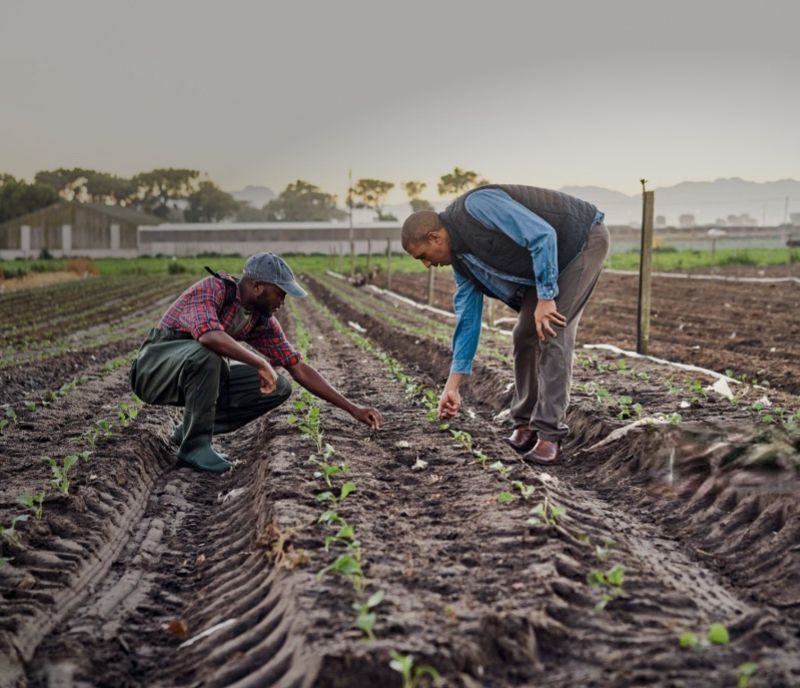 Small Scale Farming Versus Large Scale Farming In Ghana Mega 